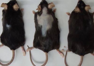 three black mice lined up next to each other. the one on the left, fed a low-fat diet, has one small bald patch, the middle mouse, fed fish oil, has a large bald spot across its shoulders and back, and the right mouse, fed cocoa butter, has no baldness.