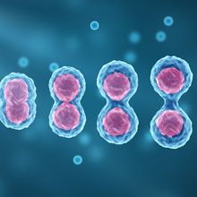 Medical illustration depicting self-renewal of a single stem cell dividing into two identical cells.<br><br>