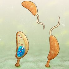 Caulobacter crescentus, concentrating DivJ