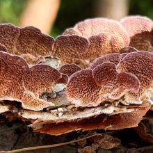 Trichaptum abietinum growing on a pine log