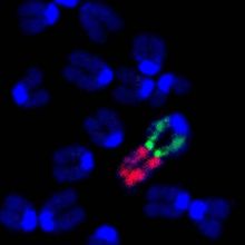 Karyotype with most chromosomes in blue, one in red and green.&nbsp;