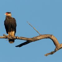 Lessons from Darwin&rsquo;s &ldquo;Mischievous&rdquo; Birds