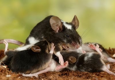 A mother mouse breastfeeds her offspring