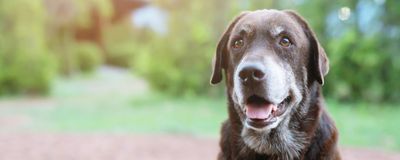 Old brown dog with gray on its face and neck