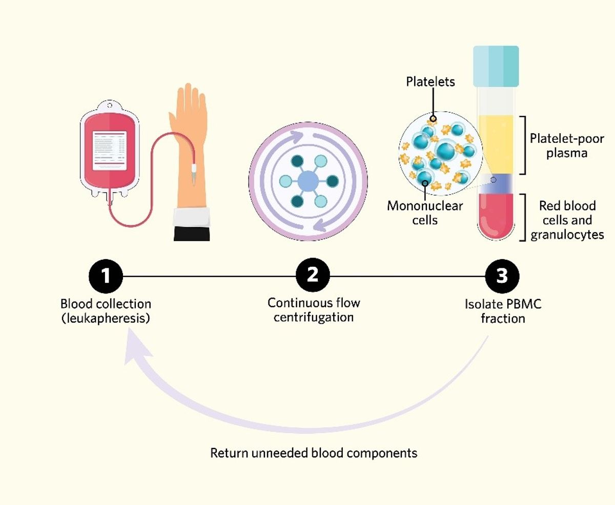 Step-by-step flow chart illustrating isolation of PBMCs.