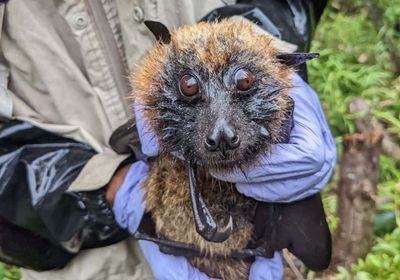 A fruit bat in the hands of a researcher