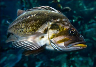 A green and white fish swimming underwater