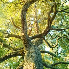 Tree with many scattered branches.