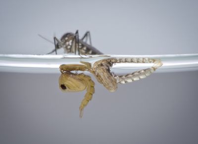 a newly hatched mosquito sits on top of water, with its discarded cocoon floating below