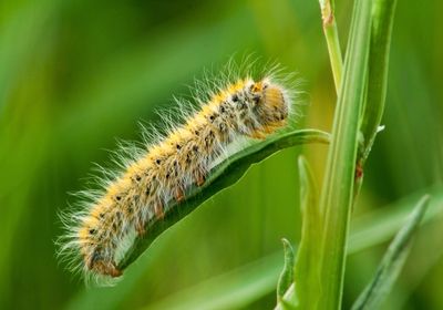 A yellow, hairy caterpillar is sitting on a green leaf off a thin plant stem.