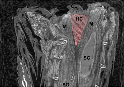 A grayscale tomography image of snake tissue