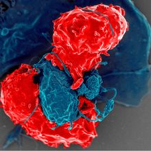 T regulatory cell in red sandwiching an antigen presenting cell in blue