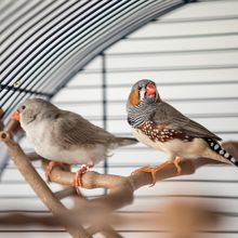 A pair of zebra finches in a cage