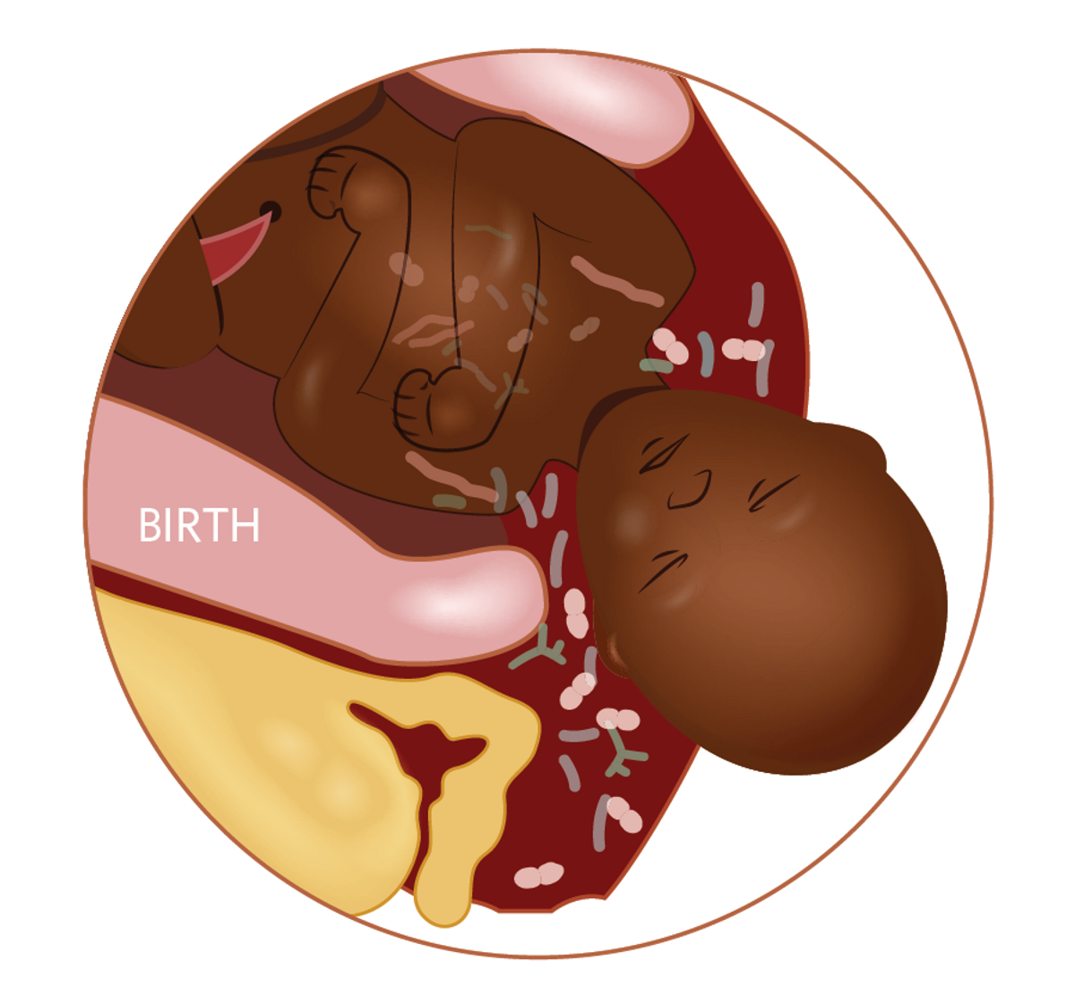 Illustration showing immunology during pregnancy 