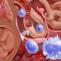 Infographic: How SARS-CoV-2 Might Travel from Mom to Fetus