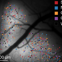 Neurons for Taste Loosely Distributed in Mouse Gustatory Cortex