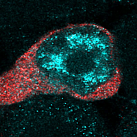 How RNAs Called SINEUPs Upregulate Translation