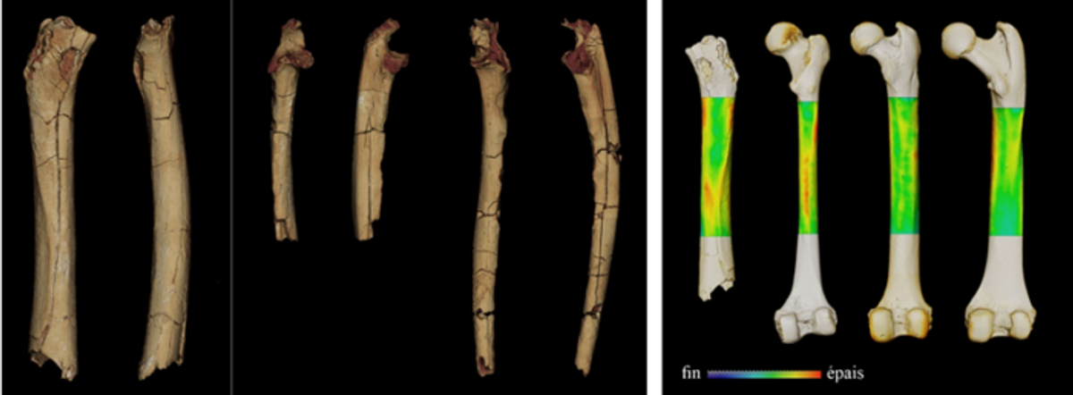 Various primate bones