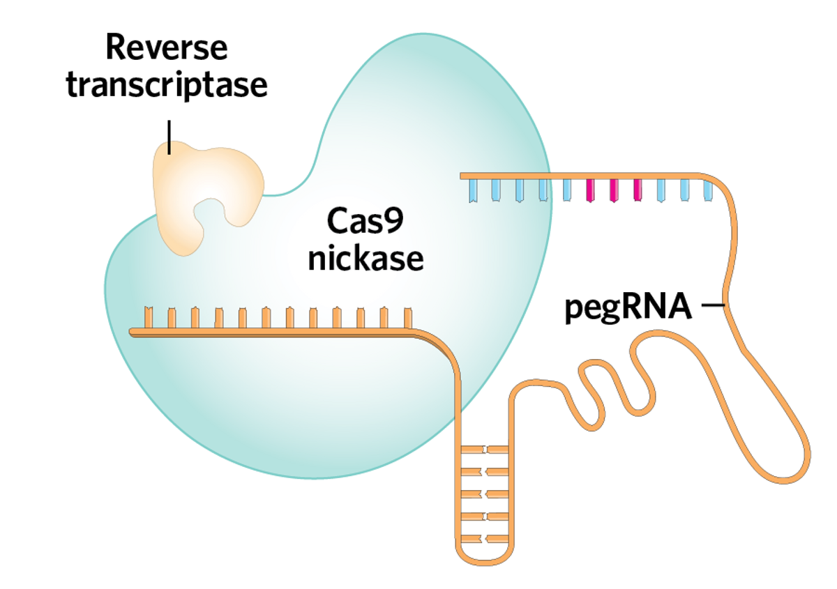 Infographic: How Prime Editing Works | The Scientist Magazine®