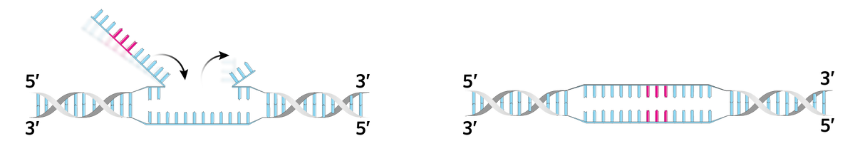 The edited flap competes with and displaces the flanking nucleotide sequence (right), which is ultimately removed by the cell. The opposite strand is nicked and repaired to match
the newly edited flap, completing the edit.