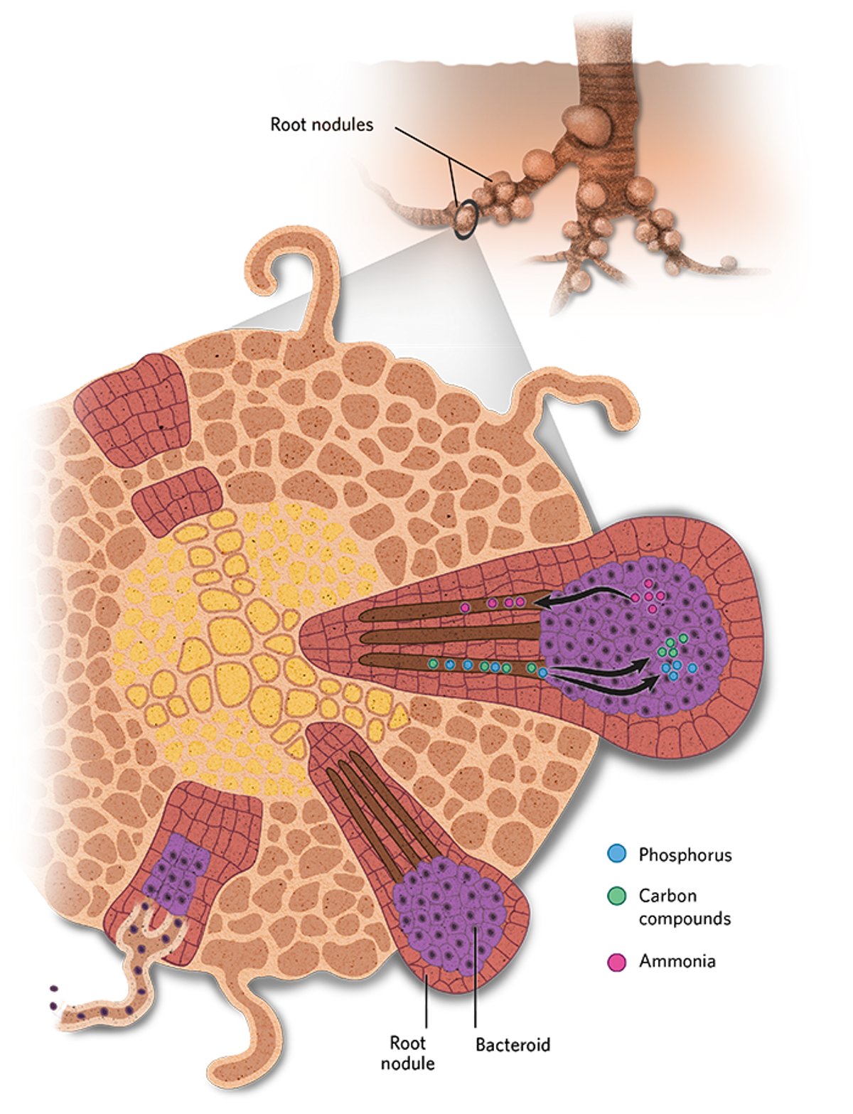 Illustration of a root-nodule bearing plant